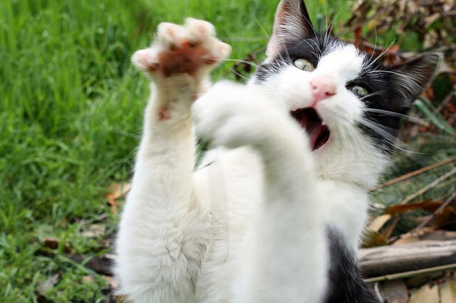 FB体育网站-《守望先锋推土机冠军赛，策略比拼精彩纷呈》，守望先锋机车