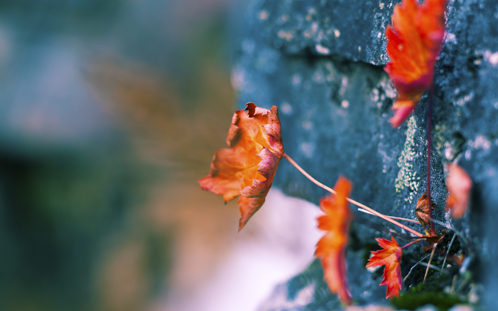 FB体育登录入口-《电竞主播新宠：多平台多角色引领内容新潮流》，电竞主播是干什么的