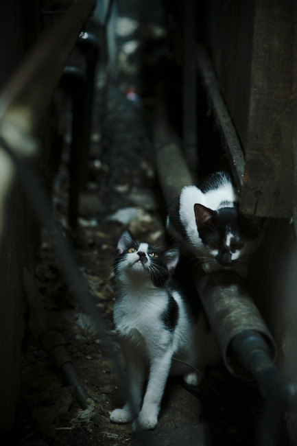 FB体育在线-女足比赛观众人数增加，关注度提升，女足 观众