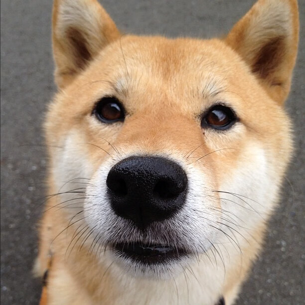 fb体育中国-莱比锡红牛精彩表现取得三分，莱比锡红牛是哪个联赛的球队