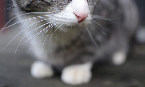 FB体育APP-尤文图斯全力备战，欧冠资格岌岌可危，尤文图斯欧冠报名名单