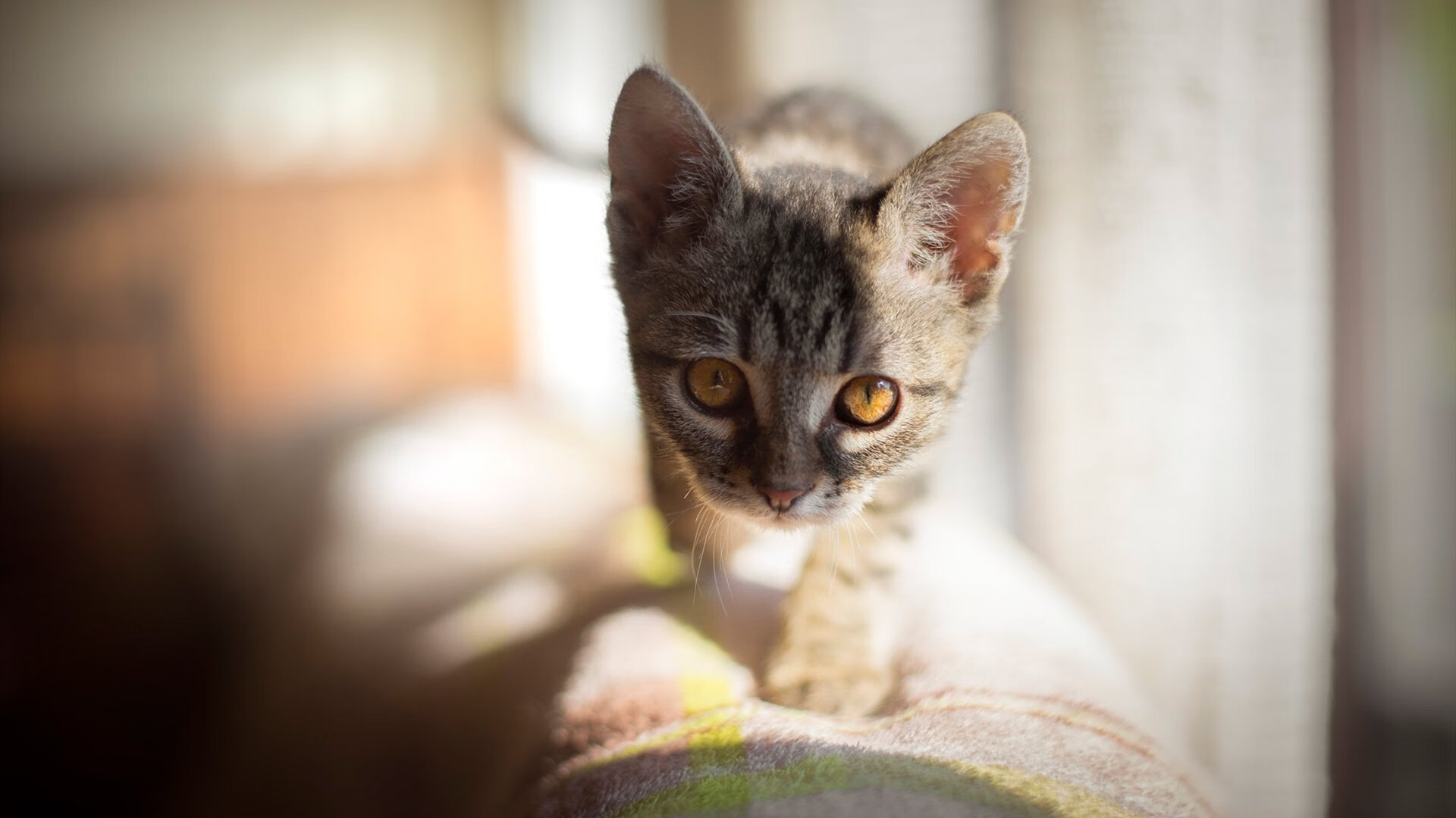 FB体育注册网址-广厦控股球队防守体系更加坚固，广厦控股篮球队