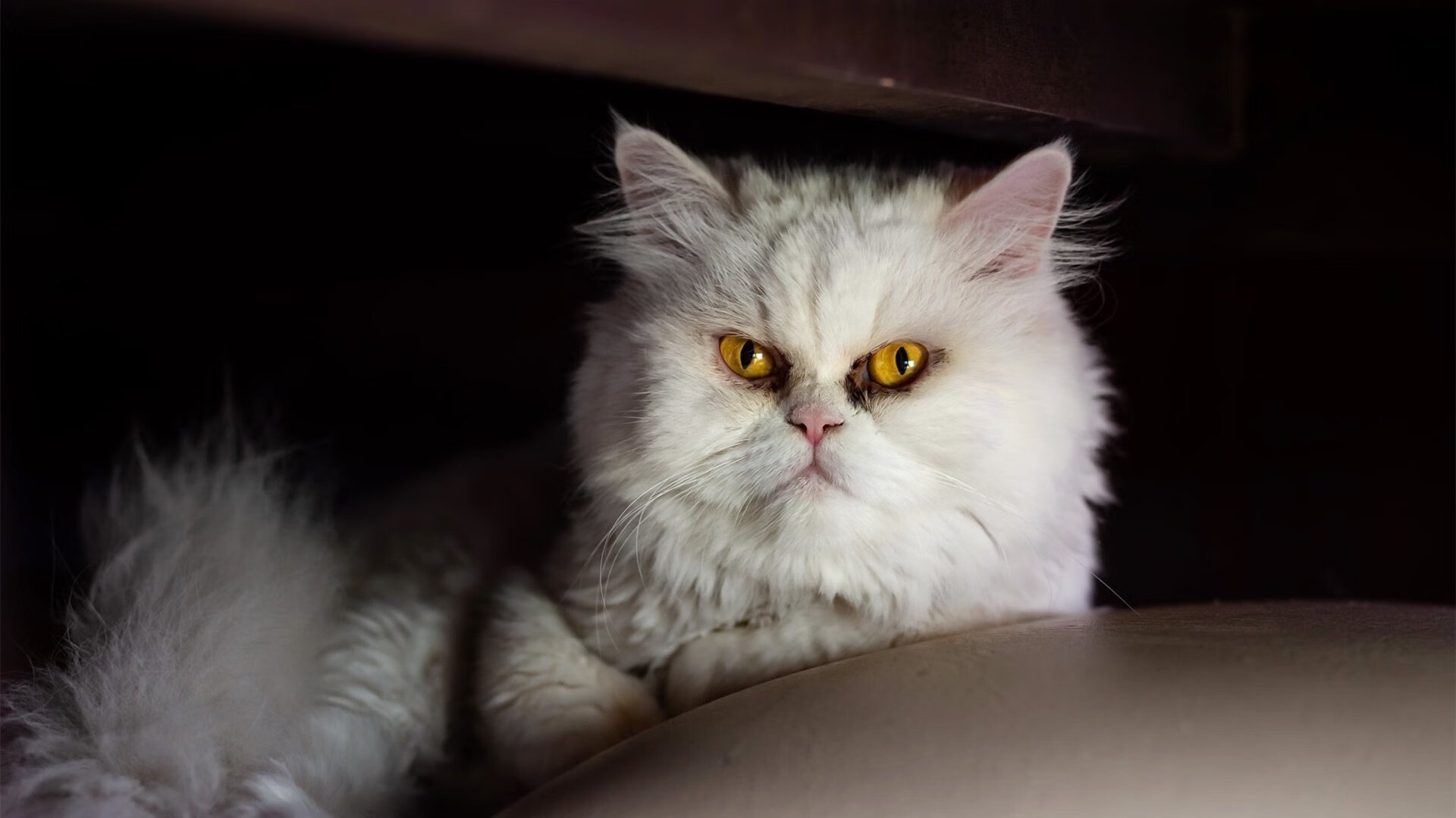 fb体育平台安全-校园足球是否正在成为青训主力阵地，校园足球有出路吗