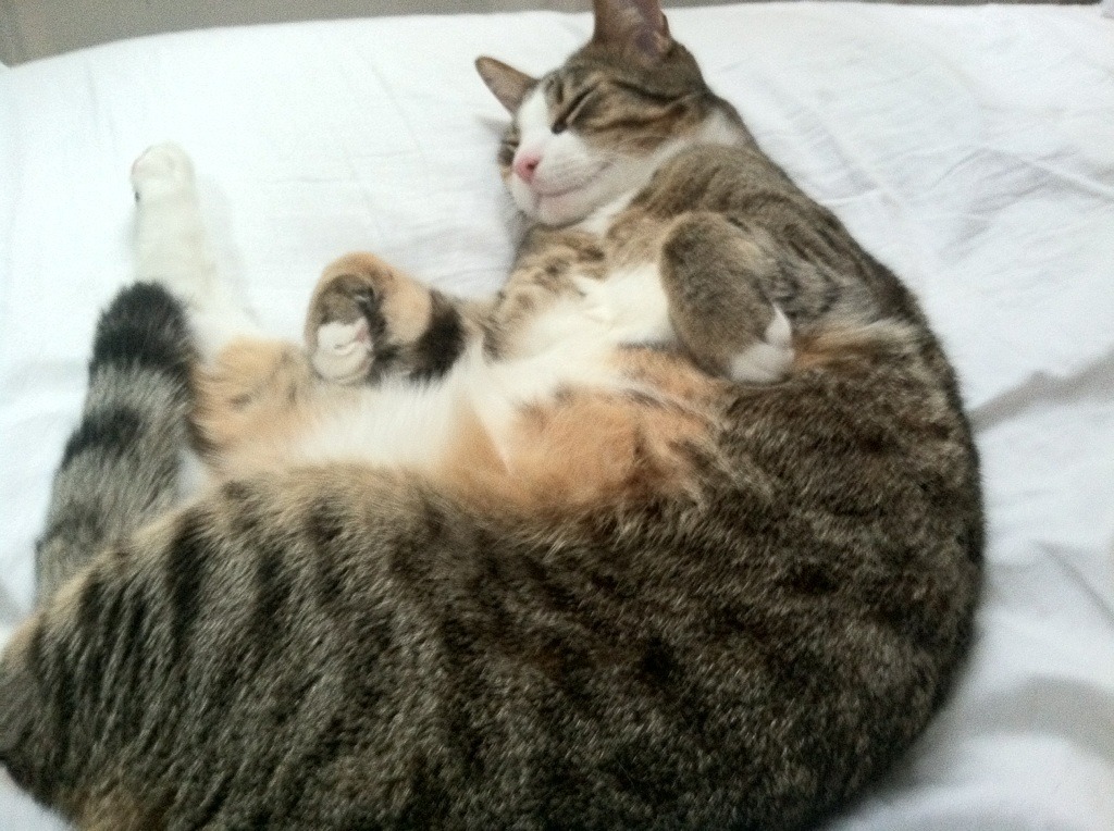 FB体育在线直播平台-世俱杯裁判争议不断,比赛结果引发讨论,世俱杯2022